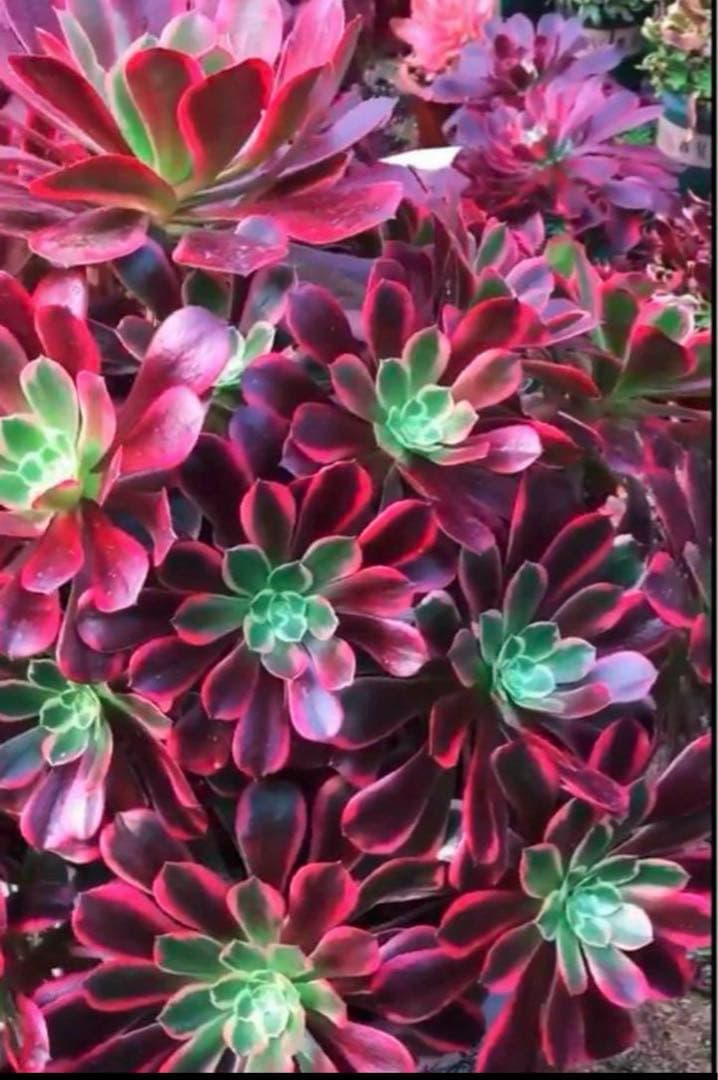 多肉植物アエオニウム錦❤️金絲雀锦❤️