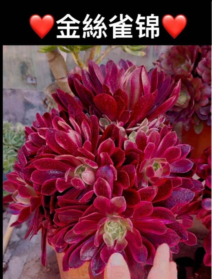 多肉植物アエオニウム錦❤️金絲雀锦❤️