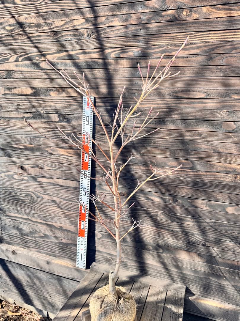 ヤマボウシ/ウルフアイ《斑入り葉》【現品発送】管理80003