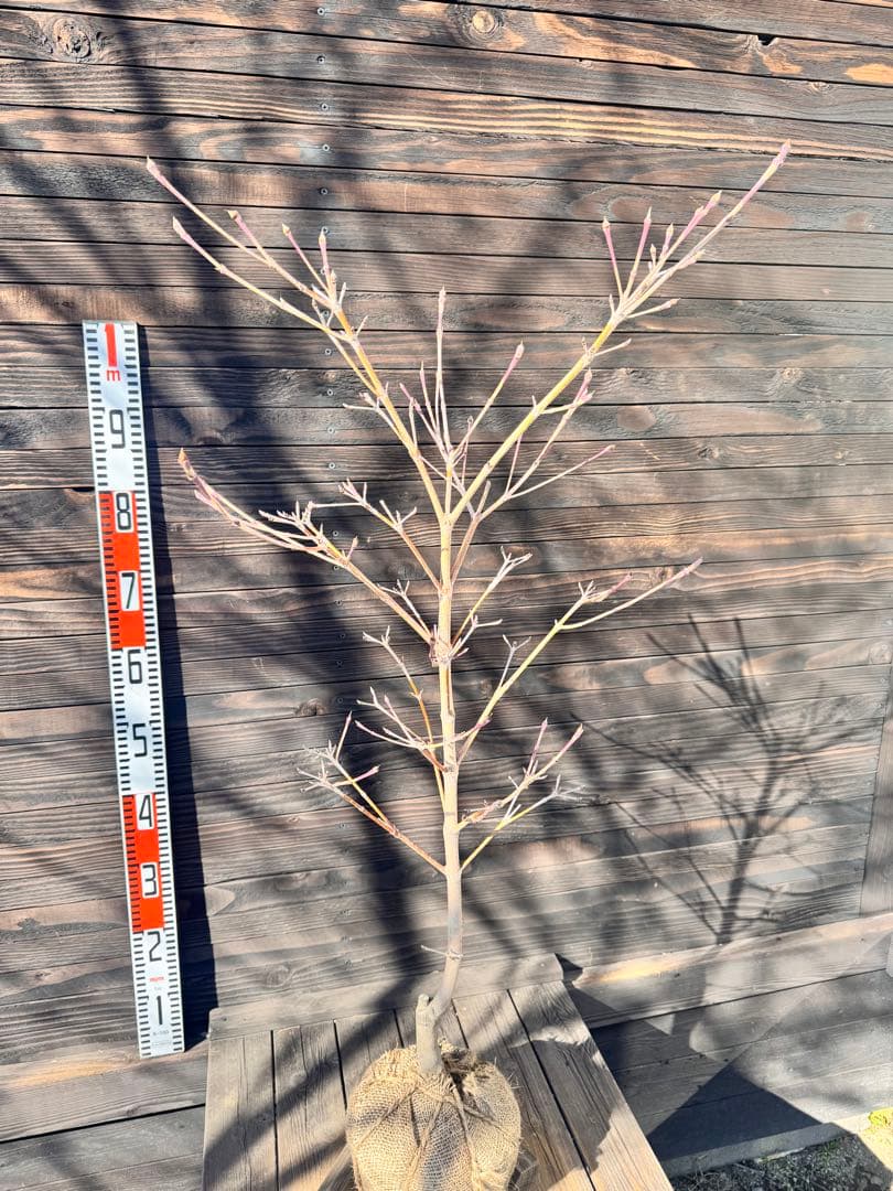 ヤマボウシ/ウルフアイ《斑入り葉》【現品発送】管理80003