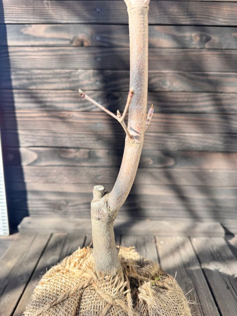 ヤマボウシ/ウルフアイ《斑入り葉》【現品発送】管理80003