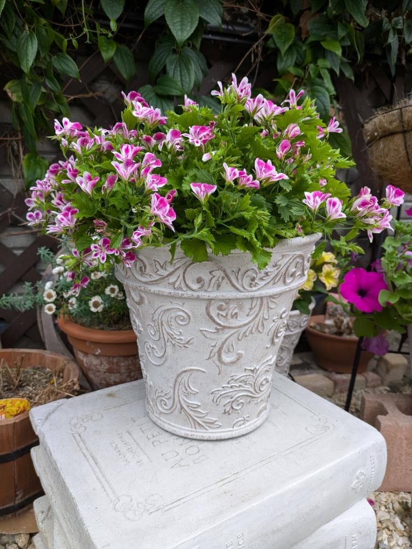 プリムラ ボールドアラベスク ベーシックポット（S)×2 (L)鉢カバー