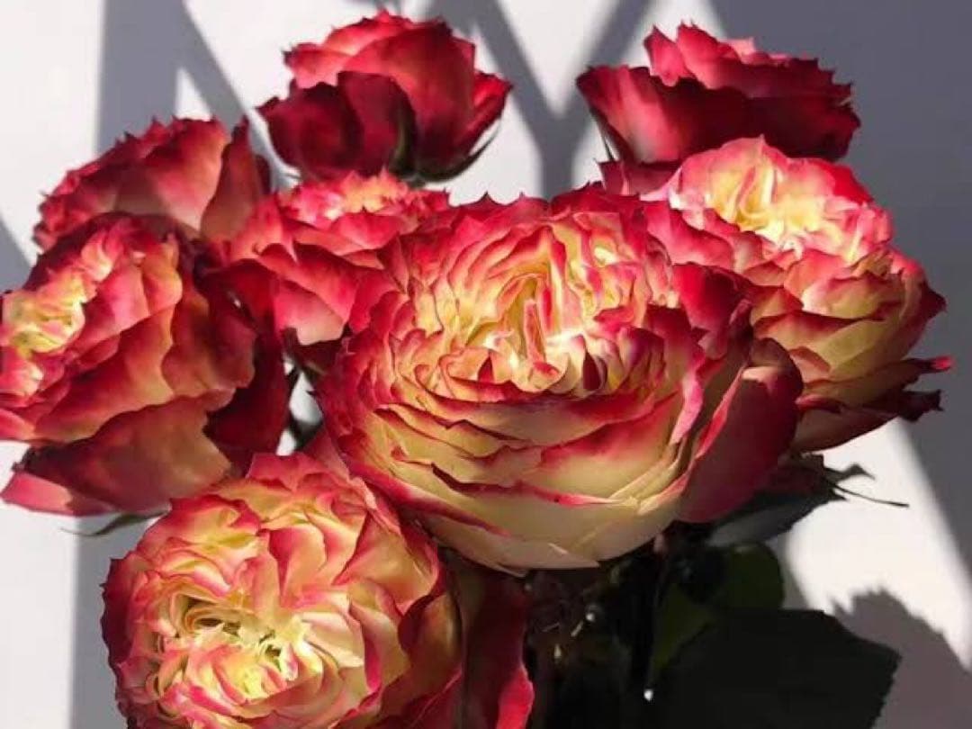 バラ苗　挿木　アップルジャック