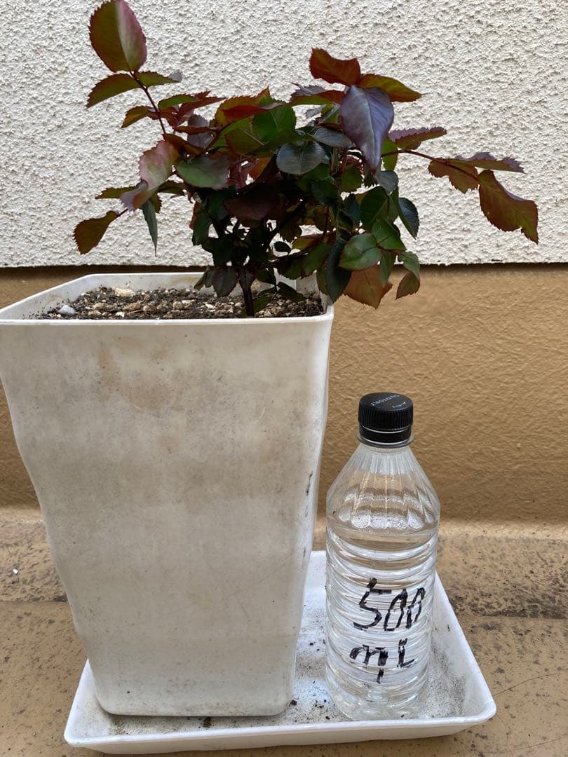 バラ苗　挿木　アップルジャック