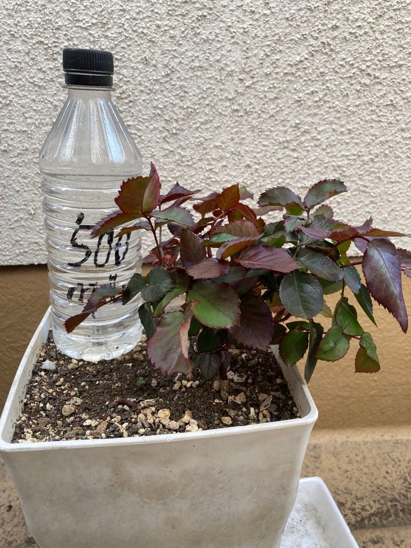 バラ苗　挿木　アップルジャック