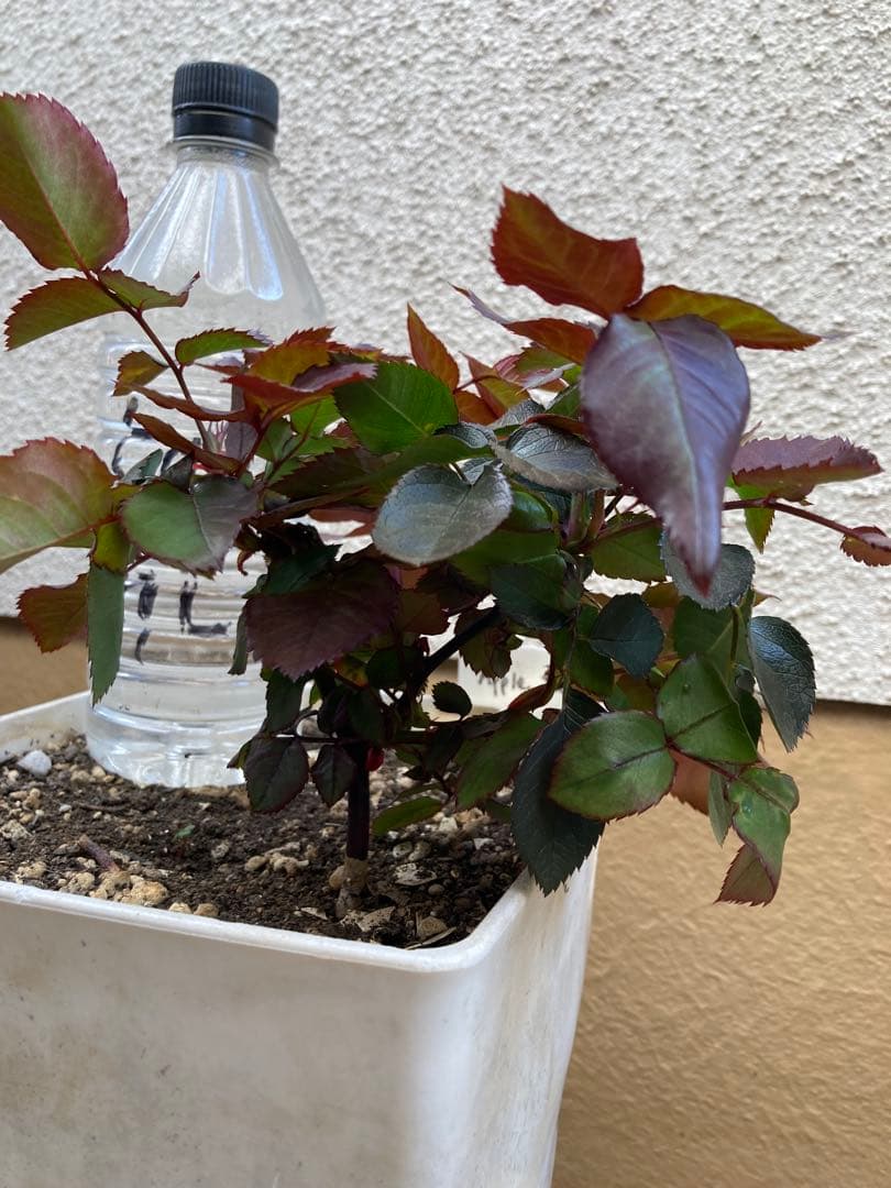 バラ苗　挿木　アップルジャック