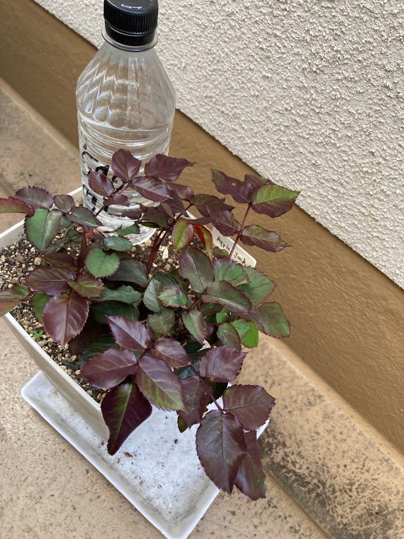 バラ苗　挿木　アップルジャック