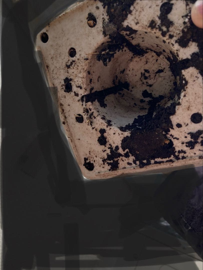 バラ苗　挿木　アップルジャック