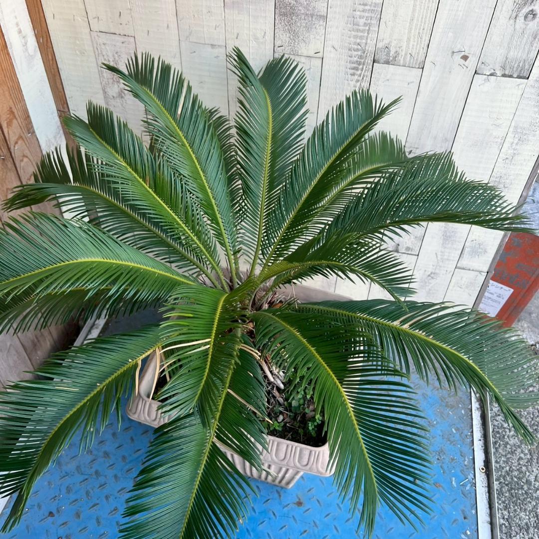 i＊ ソテツ 蘇鉄 観葉植物 ガーデニング