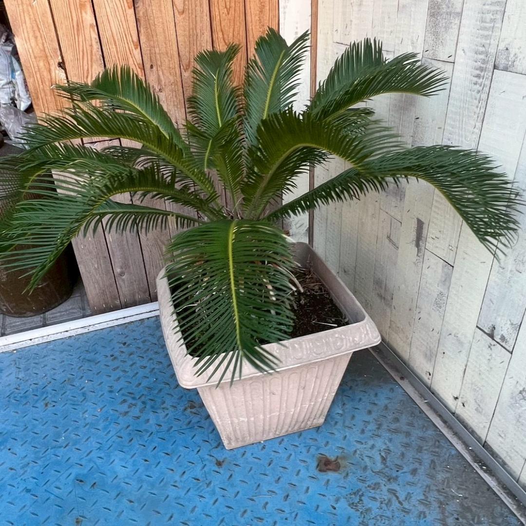 i＊ ソテツ 蘇鉄 観葉植物 ガーデニング