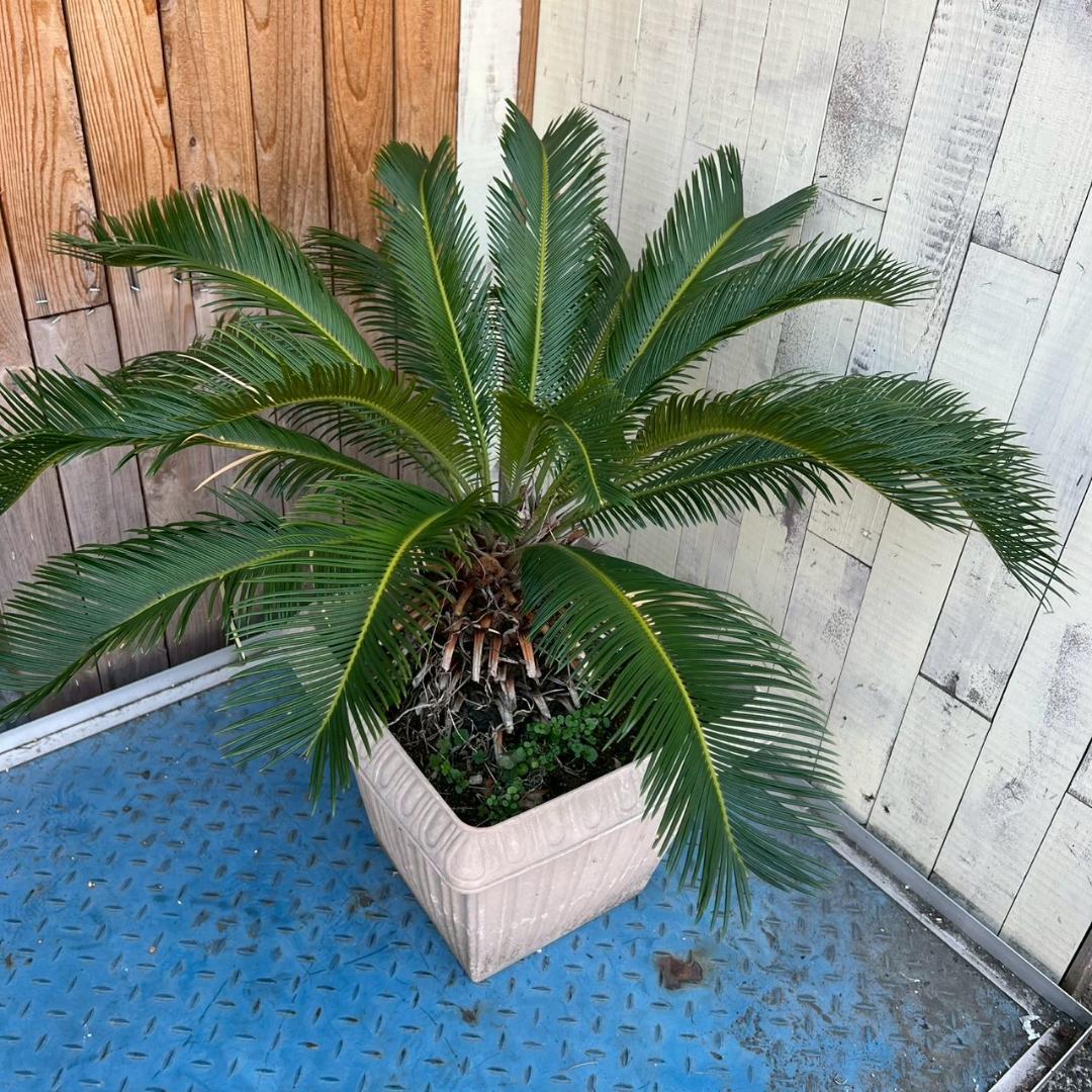 i＊ ソテツ 蘇鉄 観葉植物 ガーデニング