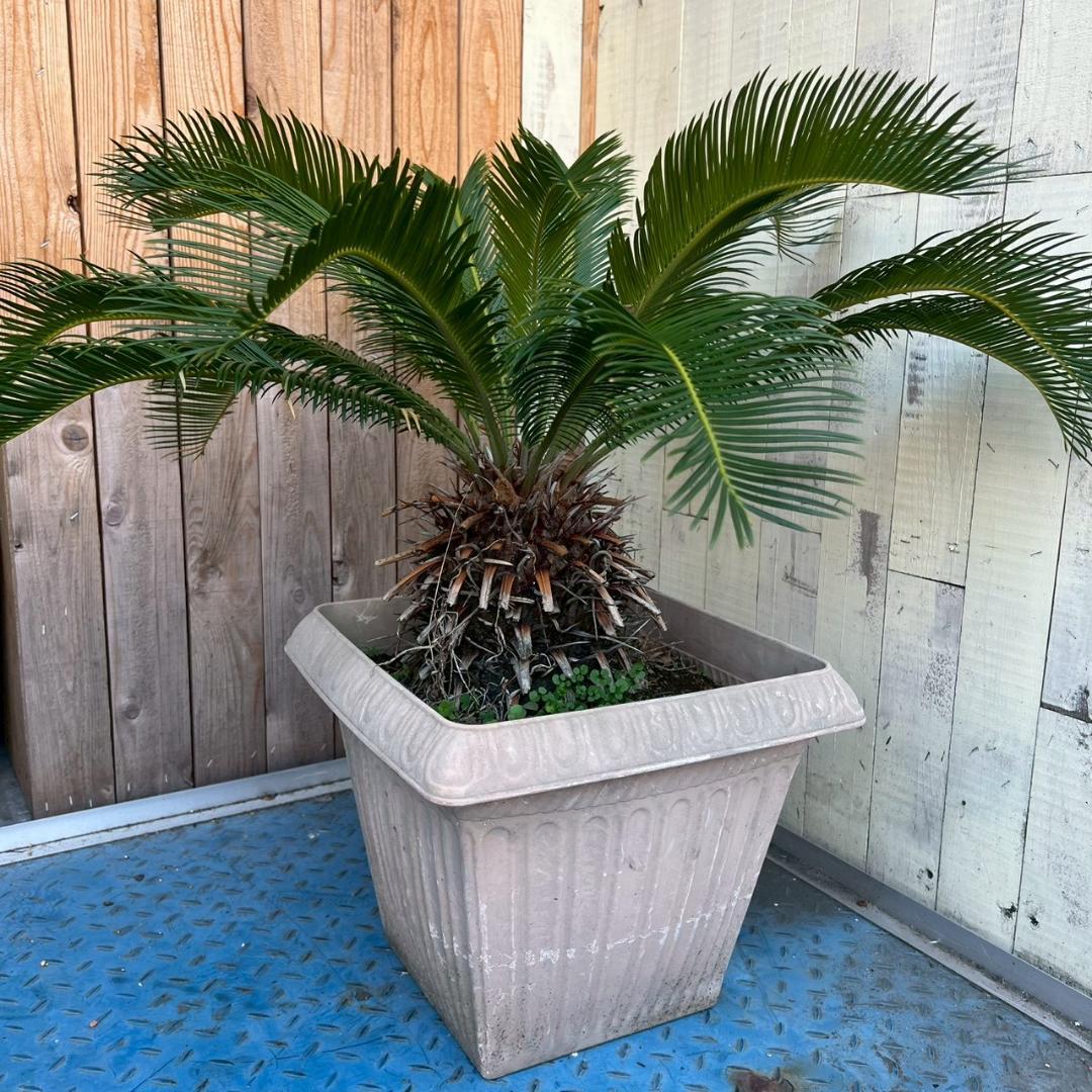 i＊ ソテツ 蘇鉄 観葉植物 ガーデニング