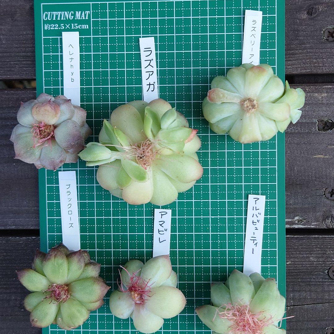 韓国苗6個お得セット