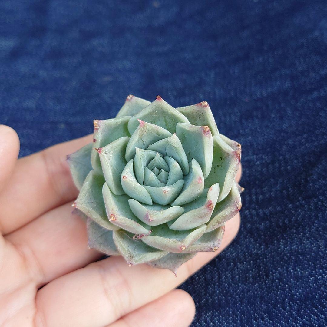 韓国苗6個お得セット