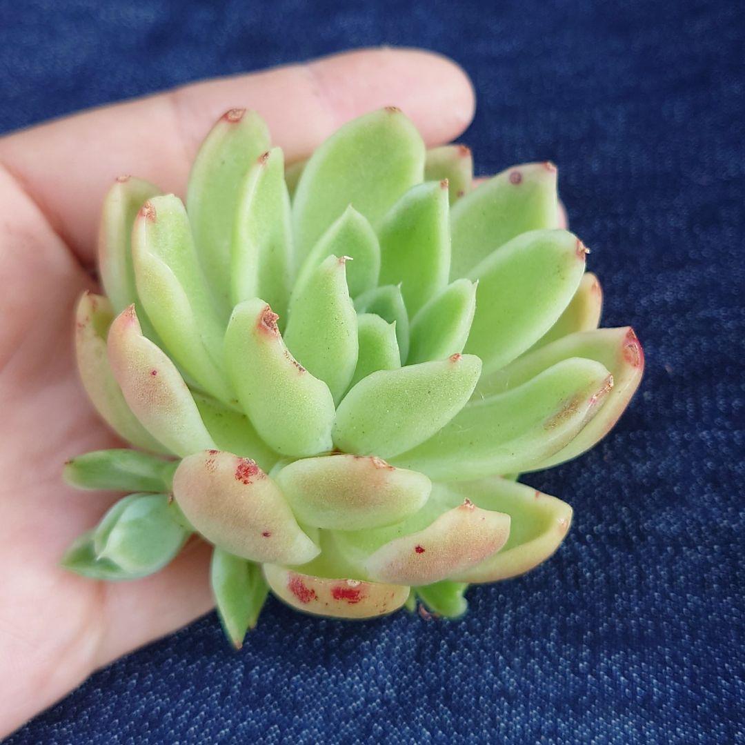 韓国苗6個お得セット