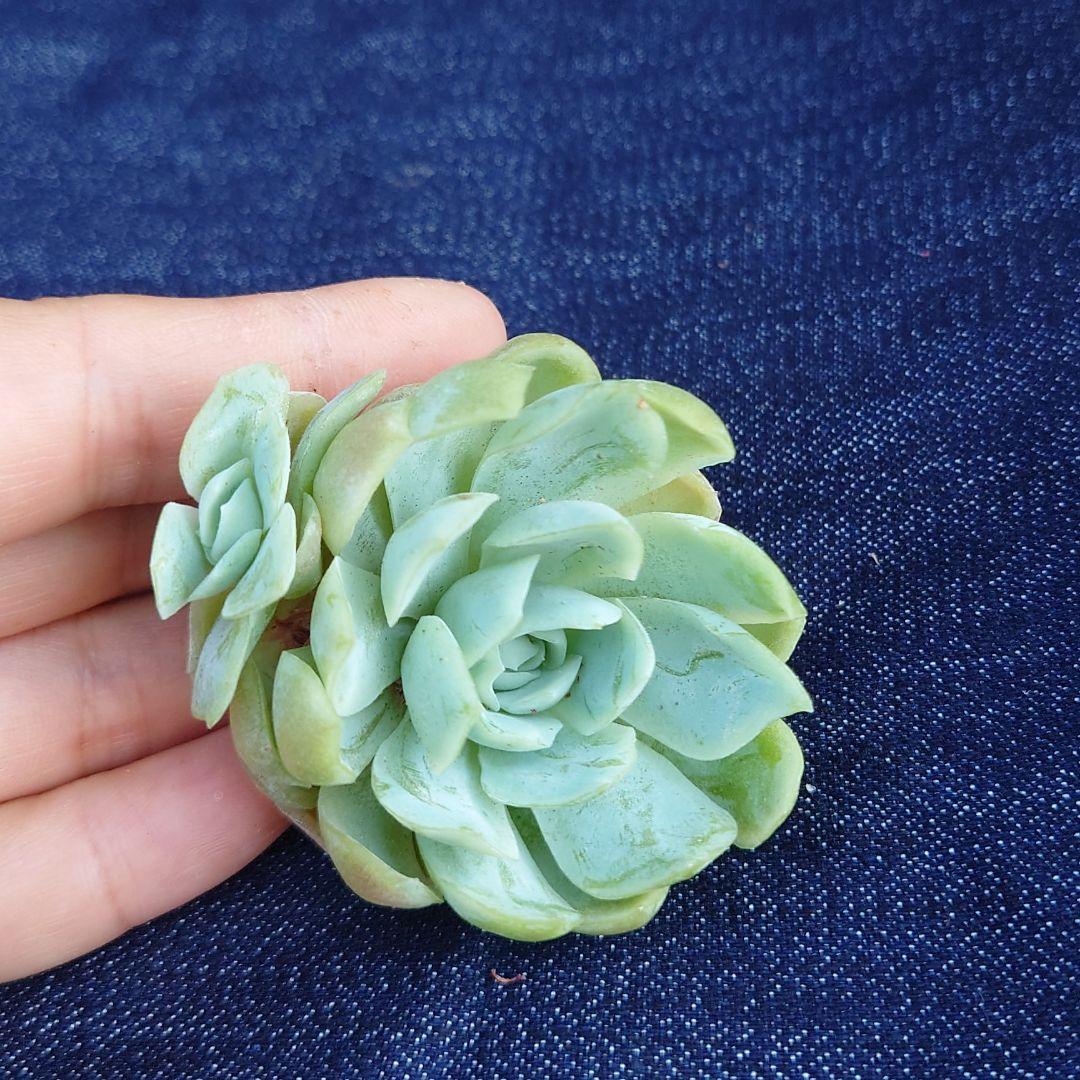 韓国苗6個お得セット