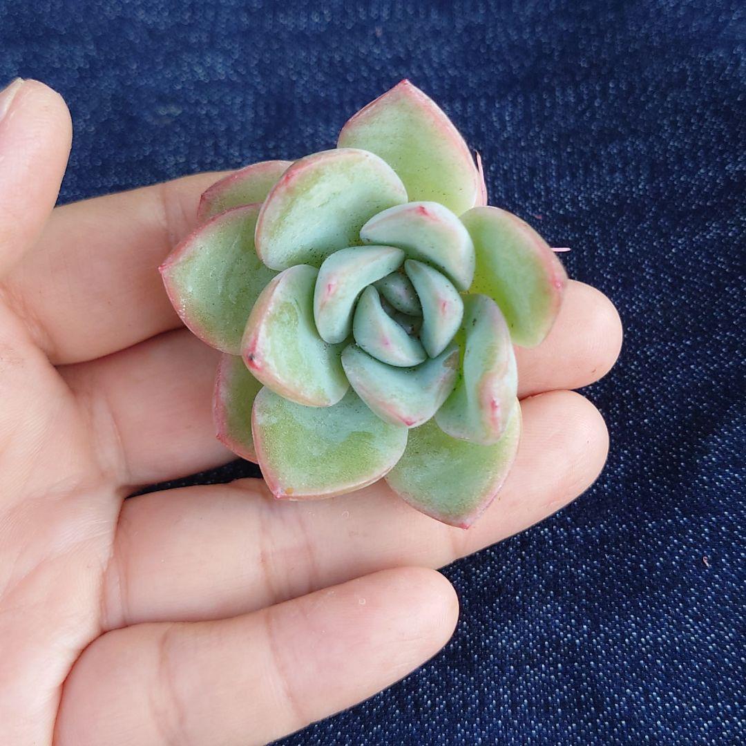 韓国苗6個お得セット