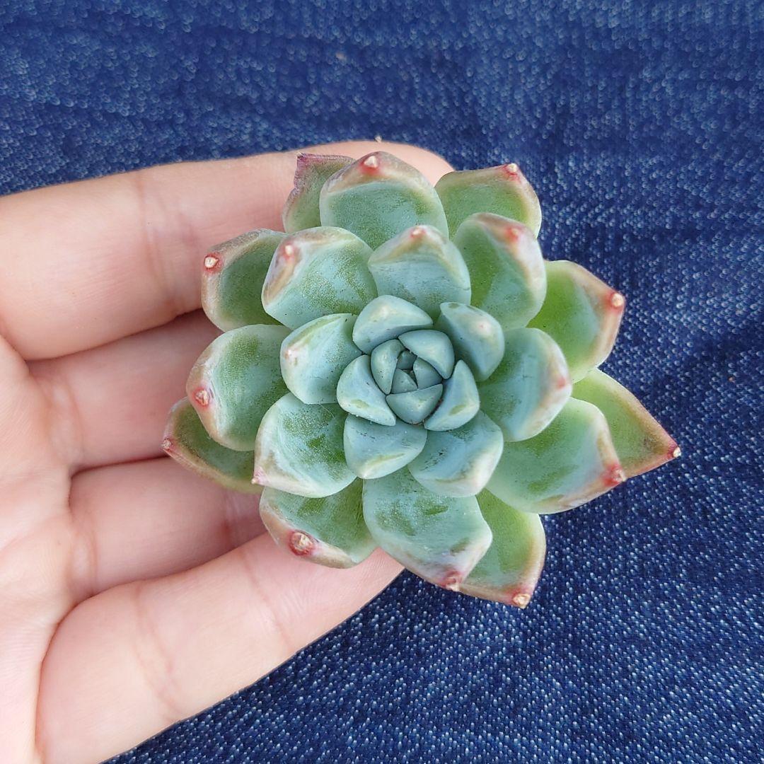 韓国苗6個お得セット