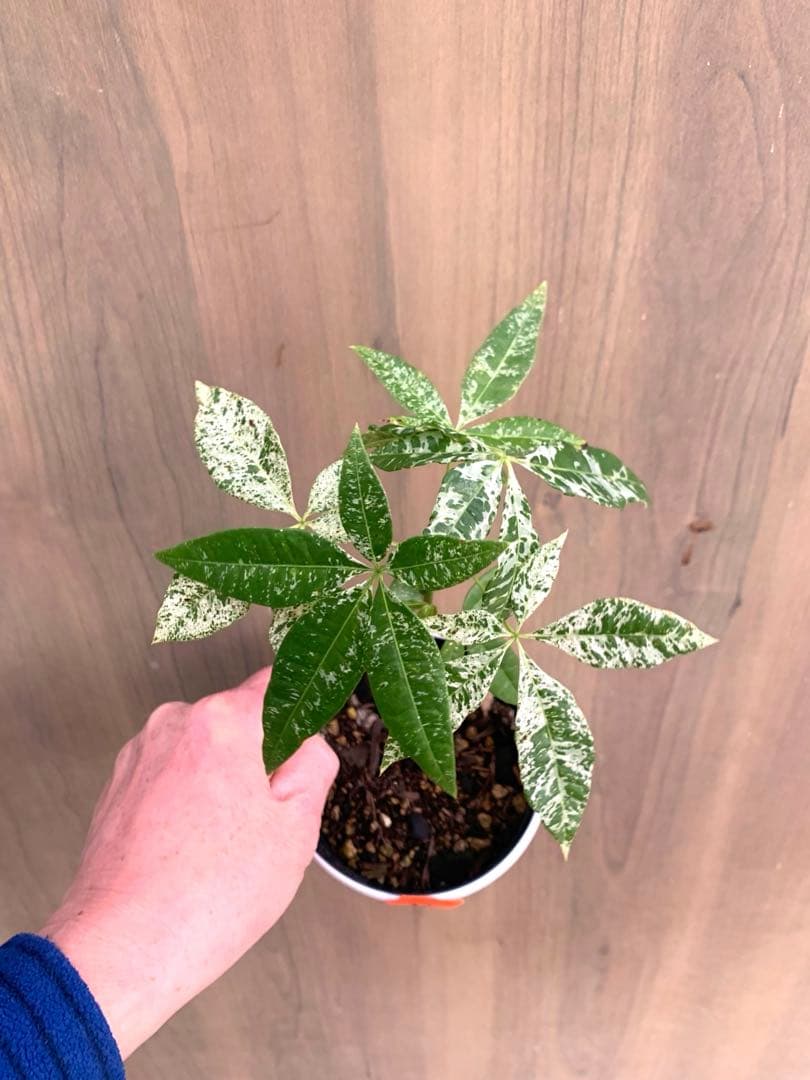 パキラ・ミルキーウェイ　国内実生　no15 枝分かれ