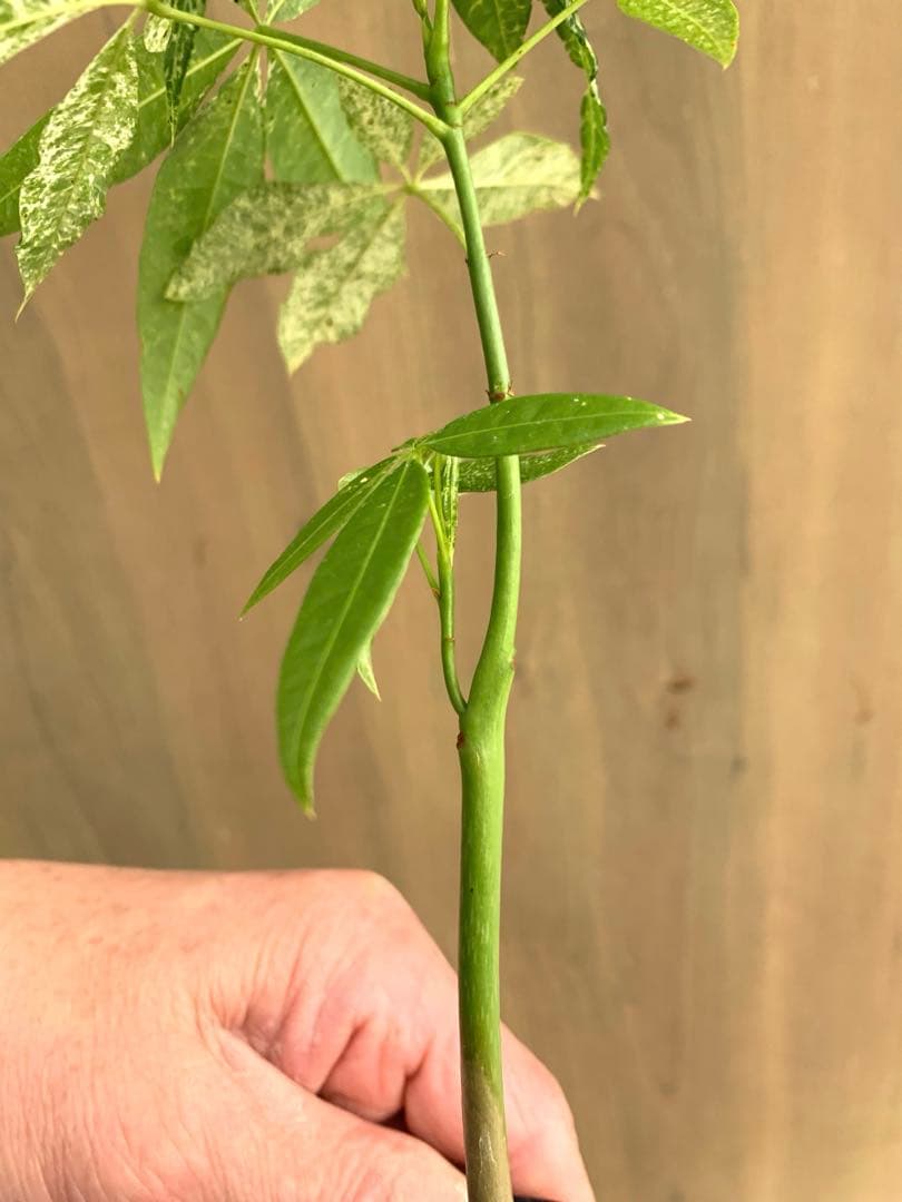 パキラ・ミルキーウェイ　国内実生　no15 枝分かれ