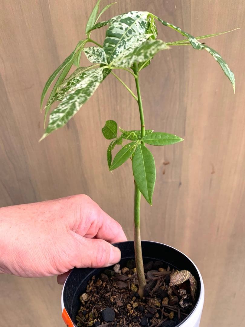 パキラ・ミルキーウェイ　国内実生　no15 枝分かれ