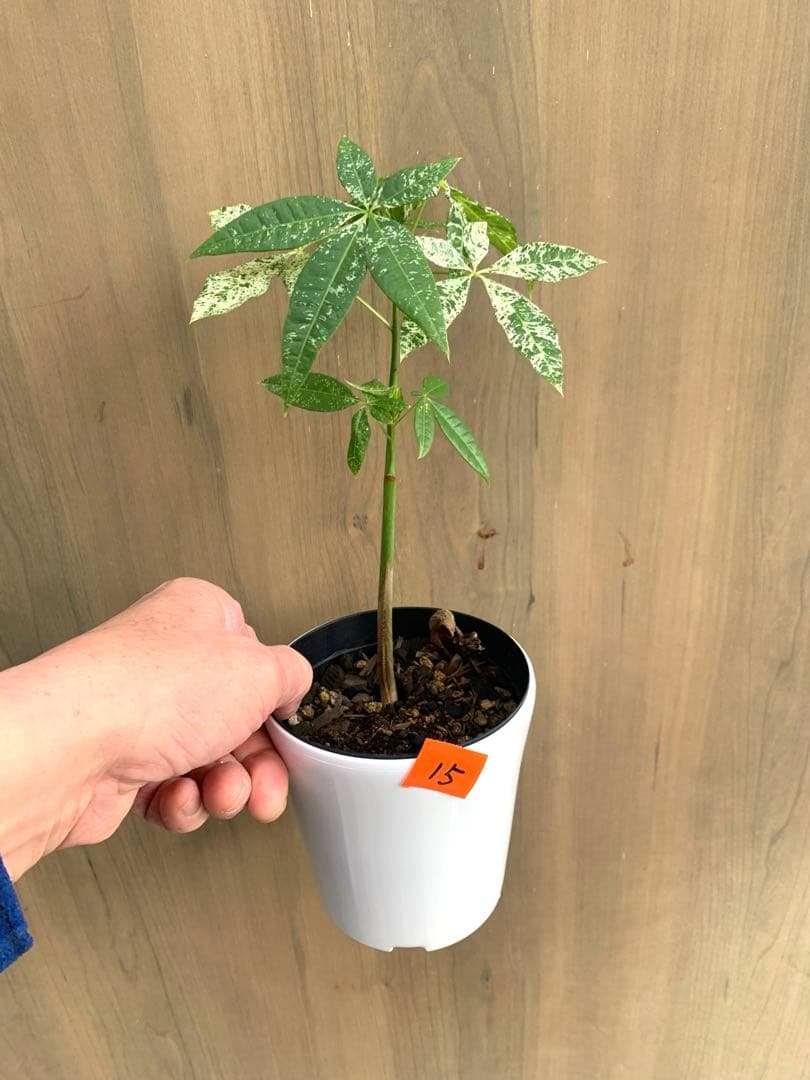 パキラ・ミルキーウェイ　国内実生　no15 枝分かれ