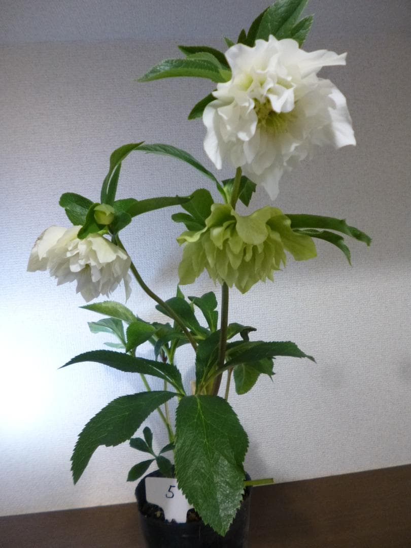 クリスマスローズ 八重咲 開花株5株　紫覆輪、淡い黄緑、白色