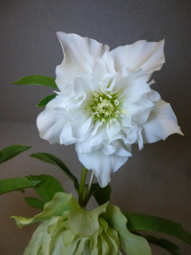 クリスマスローズ 八重咲 開花株5株　紫覆輪、淡い黄緑、白色