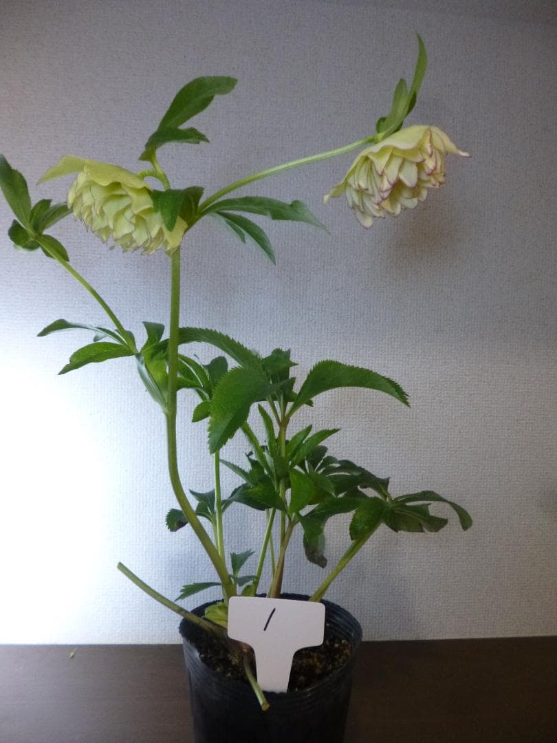 クリスマスローズ 八重咲 開花株5株　紫覆輪、淡い黄緑、白色