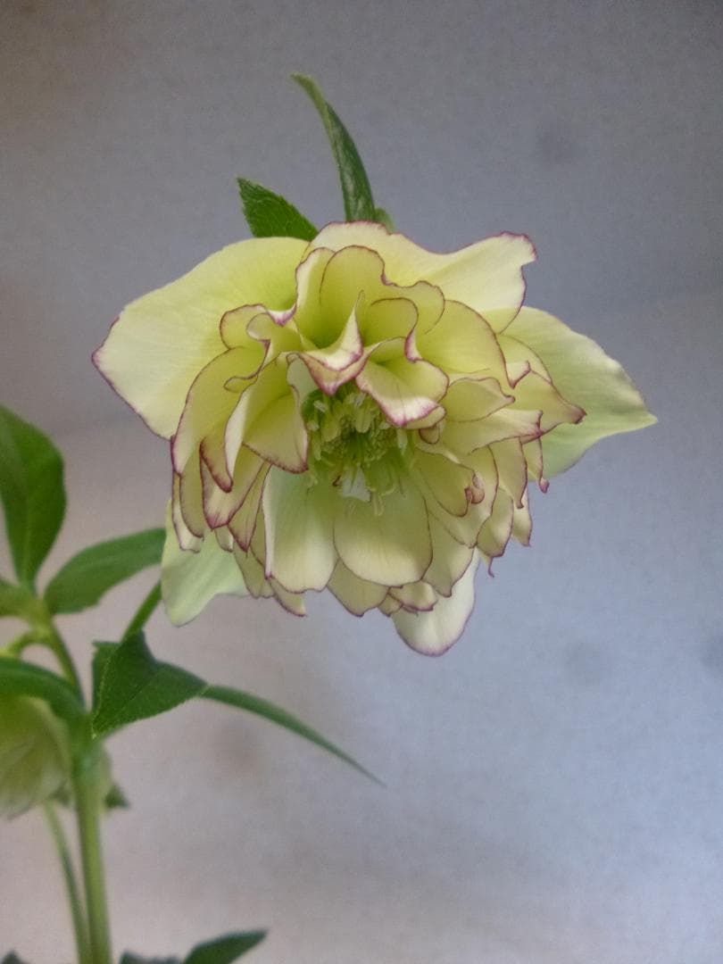 クリスマスローズ 八重咲 開花株5株　紫覆輪、淡い黄緑、白色