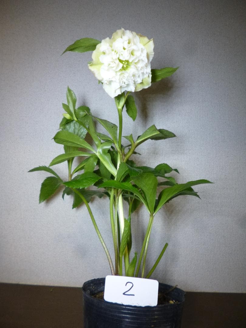 クリスマスローズ 八重咲 開花株5株　紫覆輪、淡い黄緑、白色