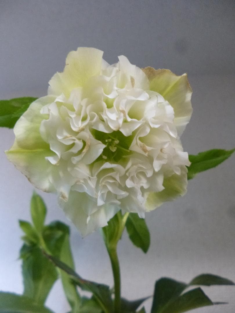 クリスマスローズ 八重咲 開花株5株　紫覆輪、淡い黄緑、白色