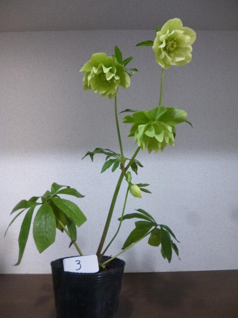 クリスマスローズ 八重咲 開花株5株　紫覆輪、淡い黄緑、白色