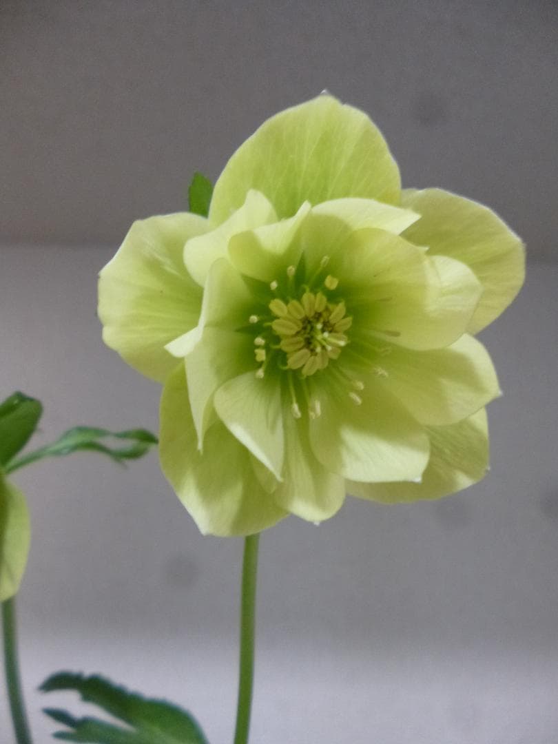 クリスマスローズ 八重咲 開花株5株　紫覆輪、淡い黄緑、白色