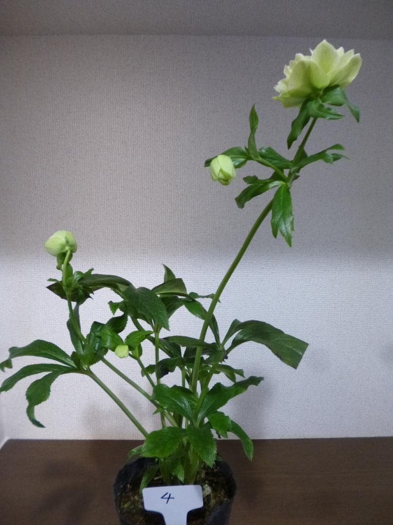 クリスマスローズ 八重咲 開花株5株　紫覆輪、淡い黄緑、白色