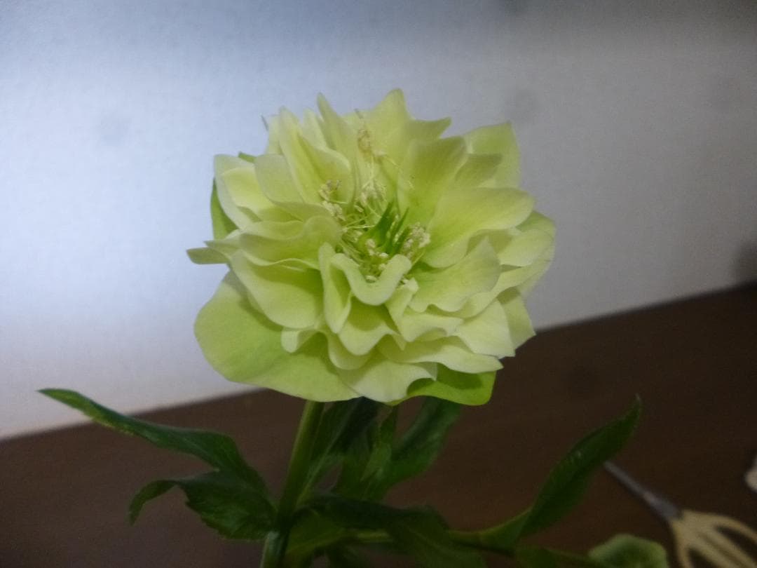 クリスマスローズ 八重咲 開花株5株　紫覆輪、淡い黄緑、白色