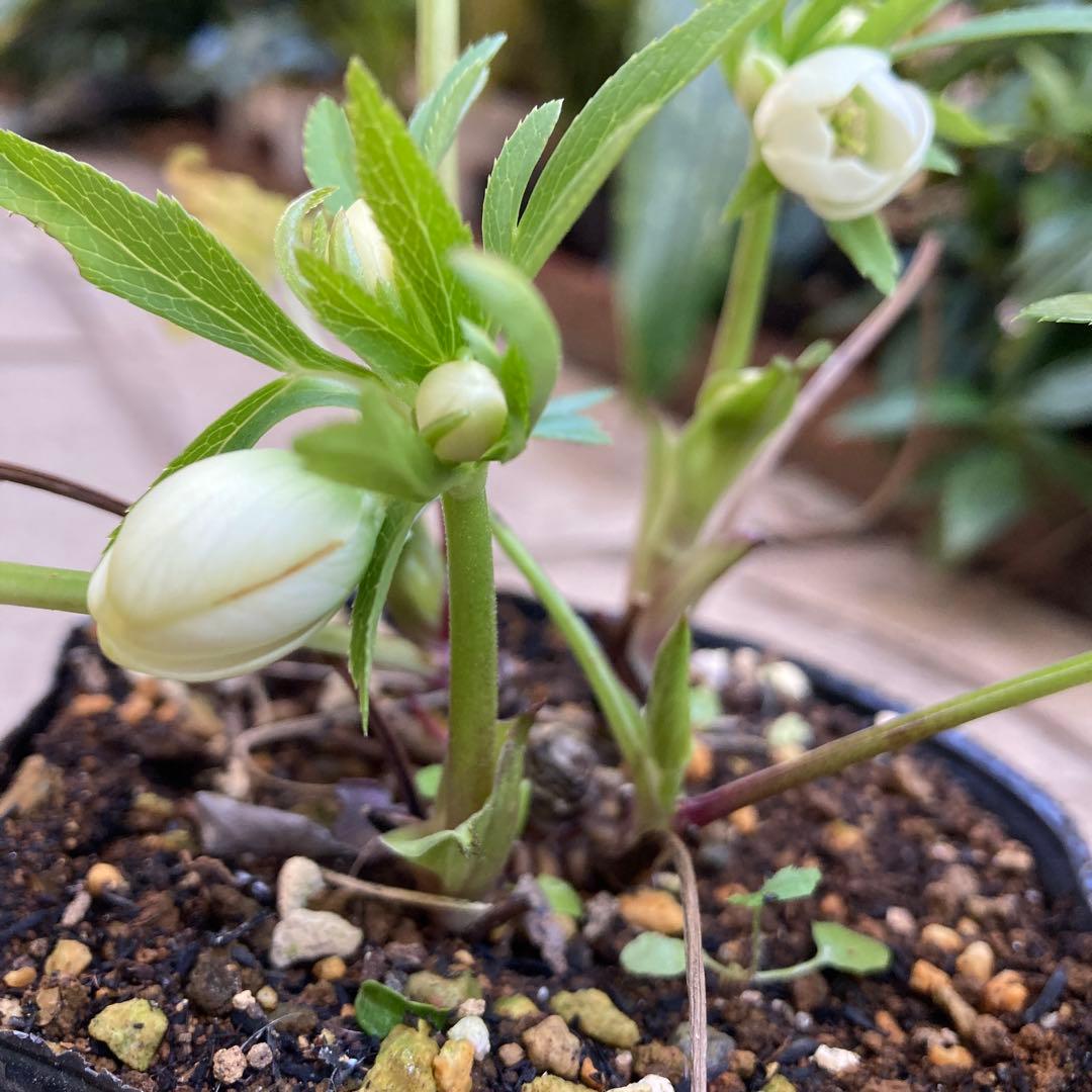 クリスマスローズ　極小輪多花シングル白　鉢ごと