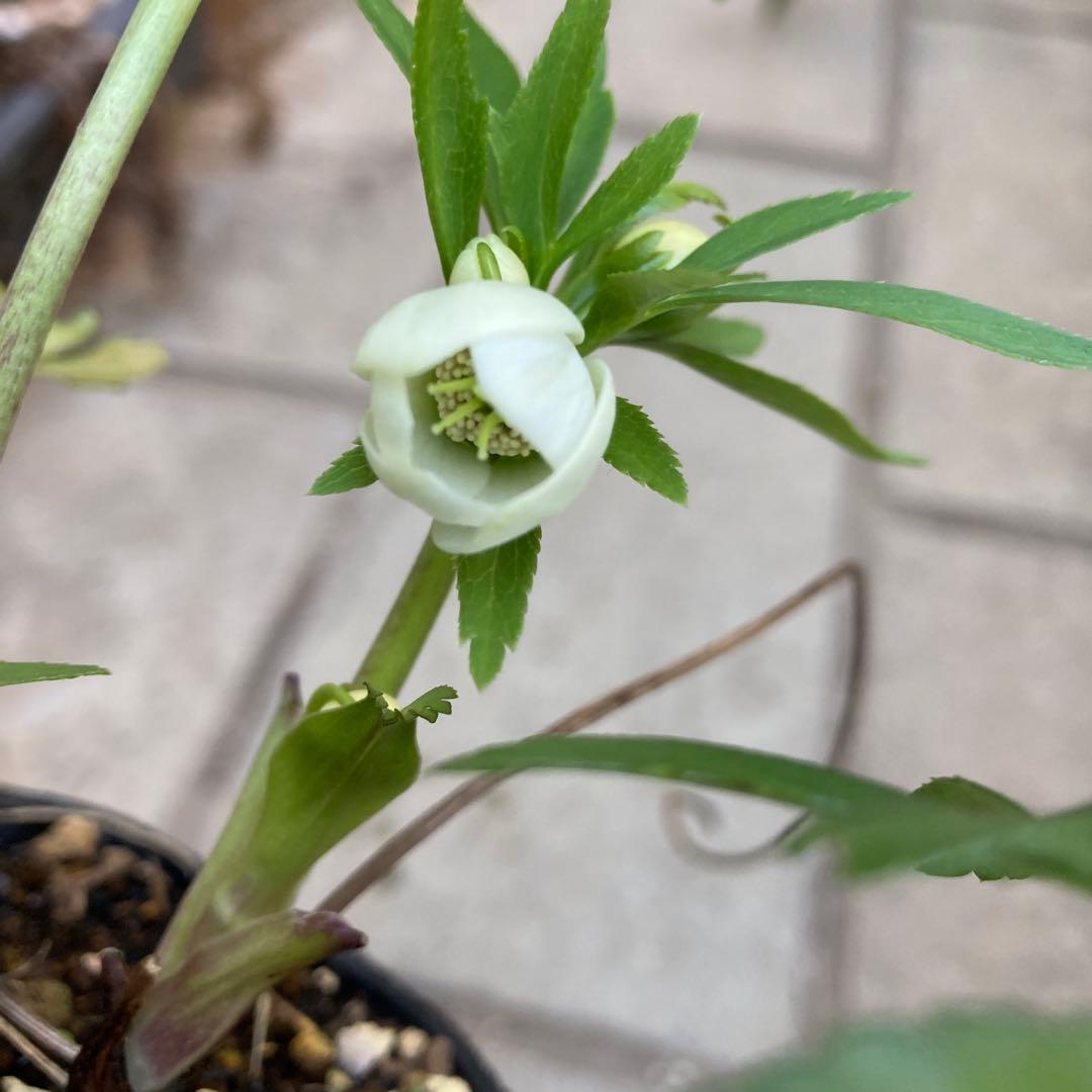 クリスマスローズ　極小輪多花シングル白　鉢ごと