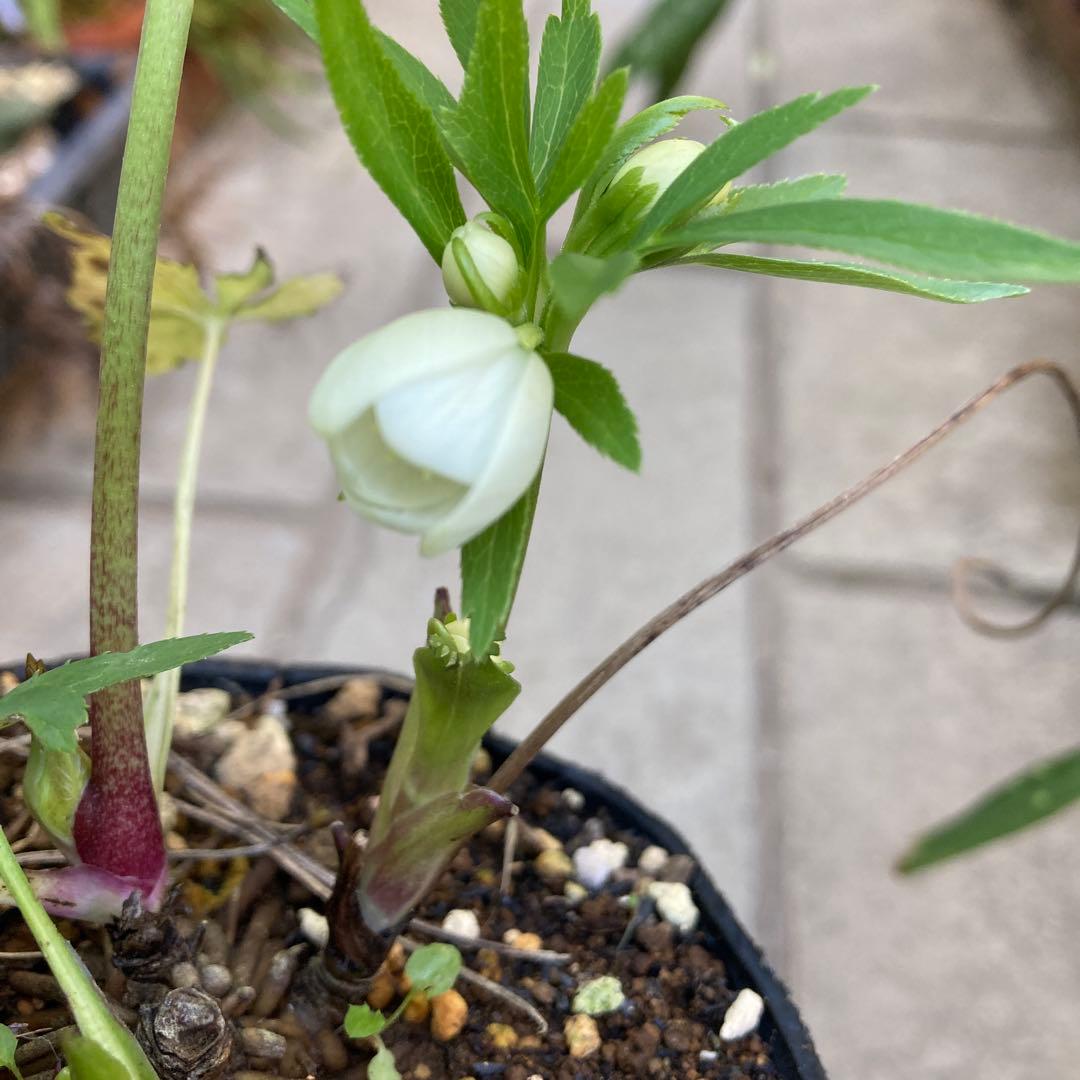 クリスマスローズ　極小輪多花シングル白　鉢ごと