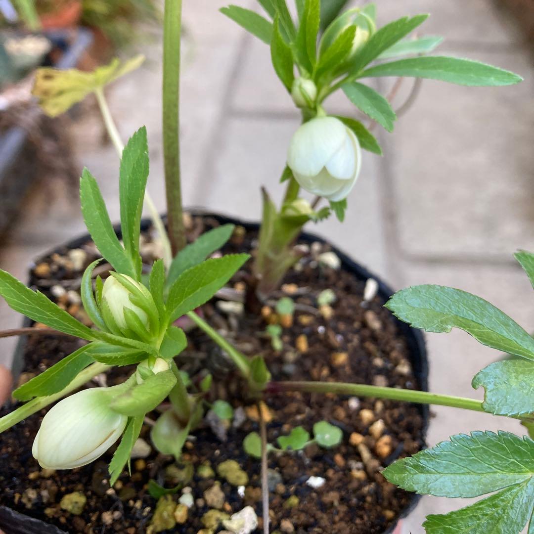 クリスマスローズ　極小輪多花シングル白　鉢ごと