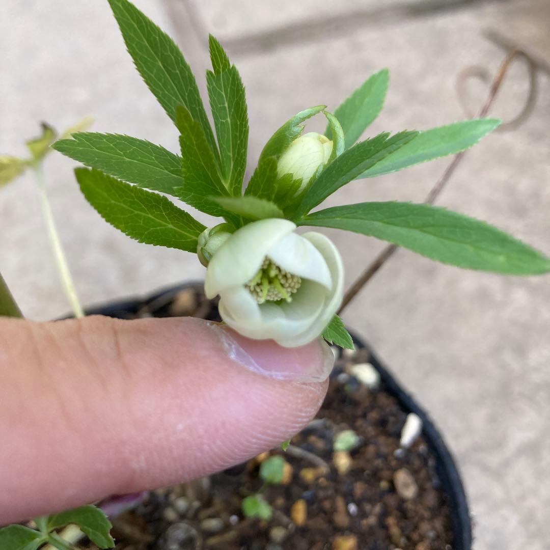 クリスマスローズ　極小輪多花シングル白　鉢ごと