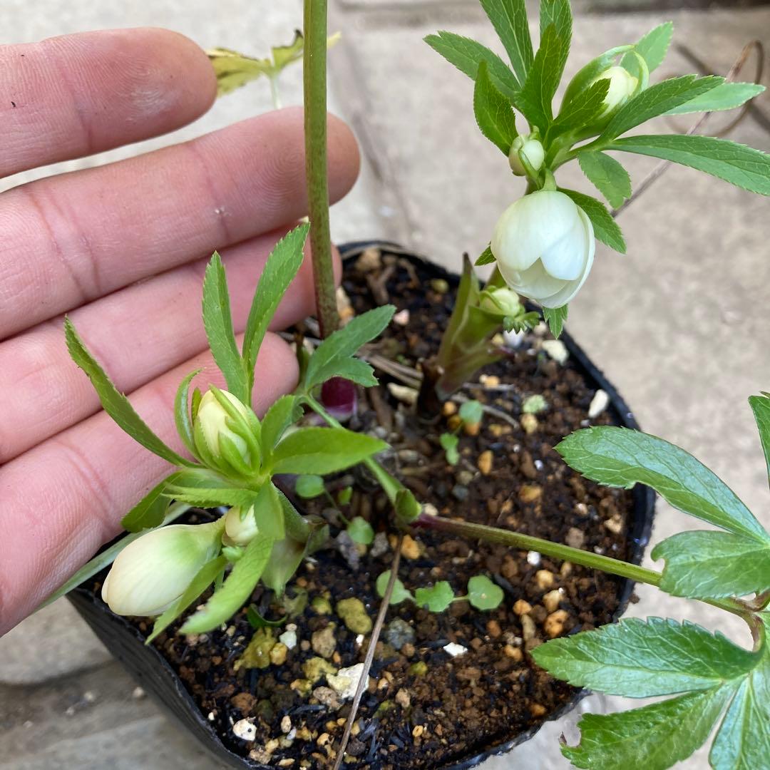 クリスマスローズ　極小輪多花シングル白　鉢ごと