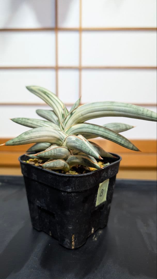 Lav.1970 'Blue Clone white Variegata'【B】