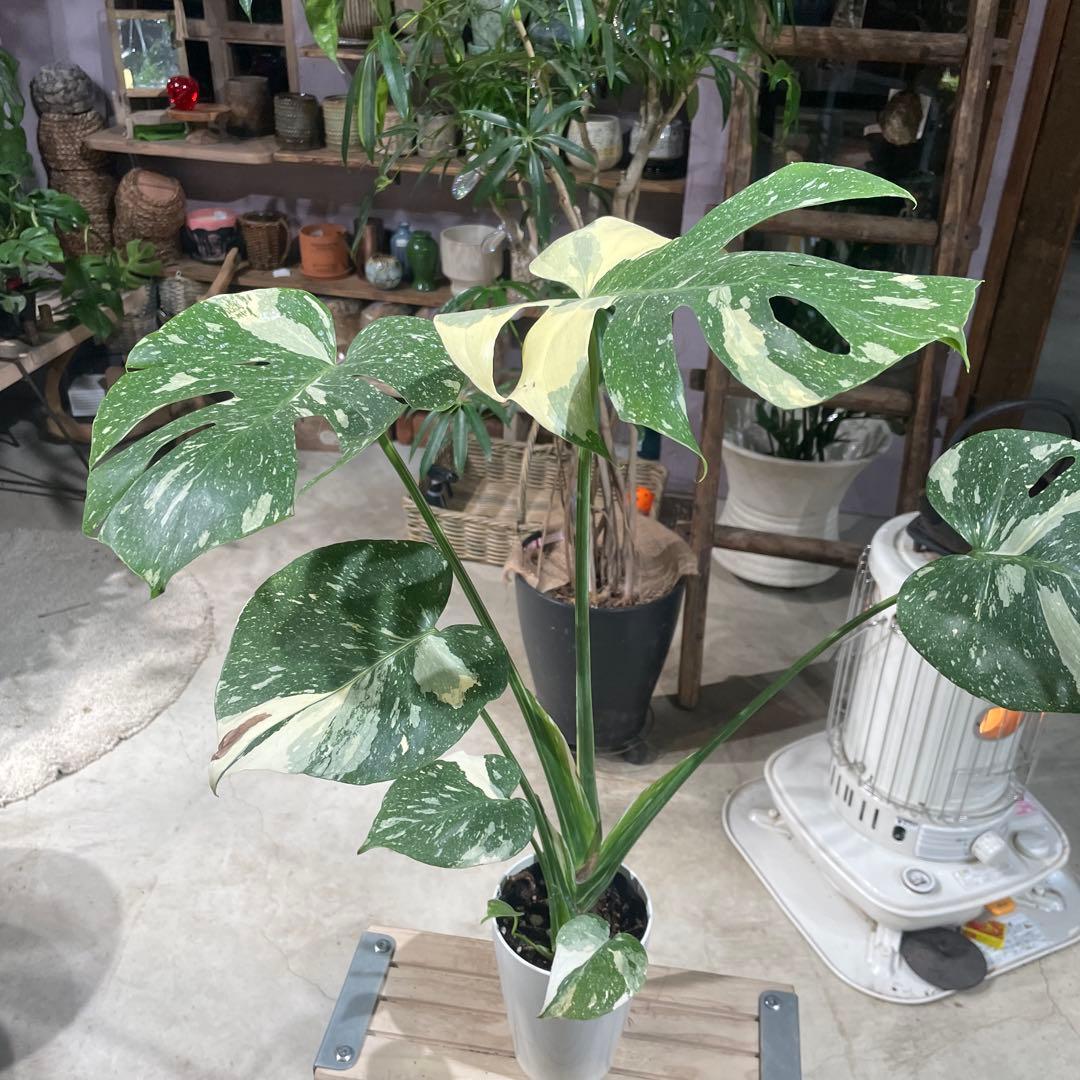 モンステラ　タイコンステレーション　8