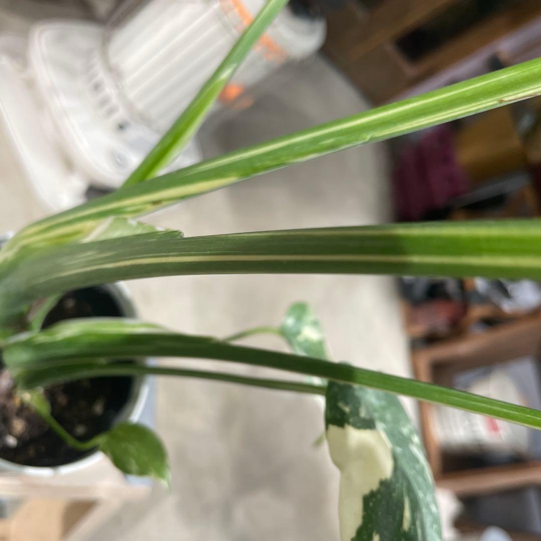 モンステラ　タイコンステレーション　8