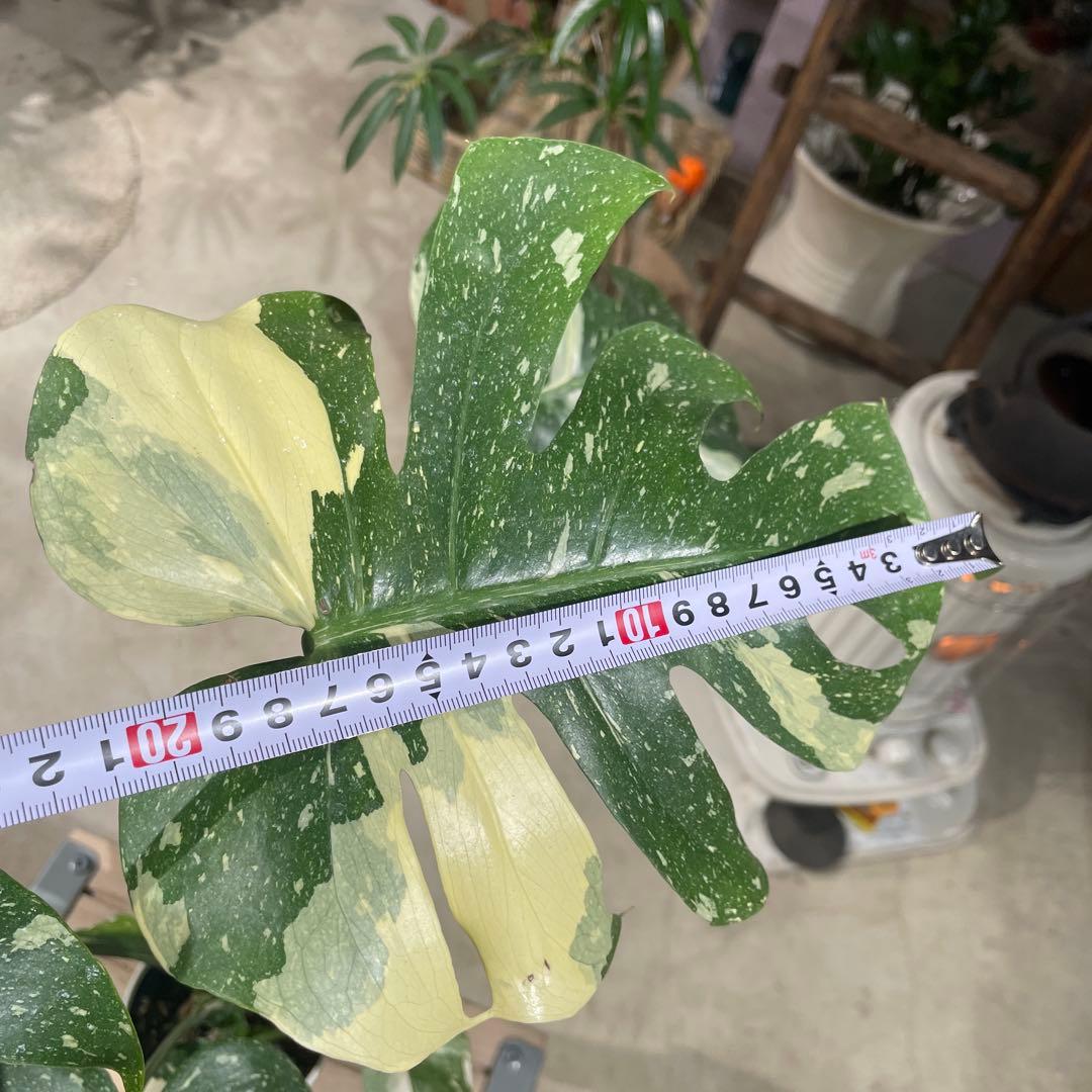 モンステラ　タイコンステレーション　8