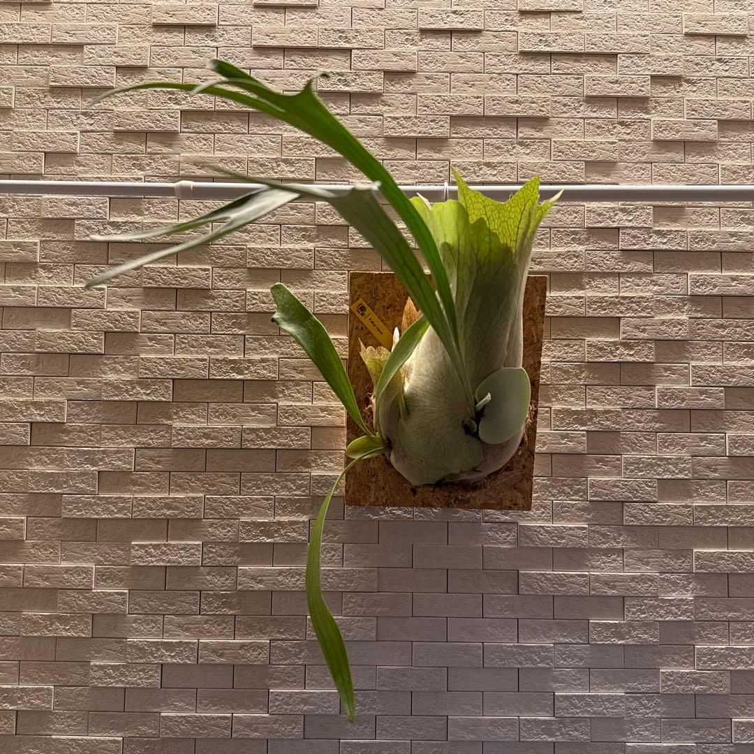 ビカクシダ ブルービーナス