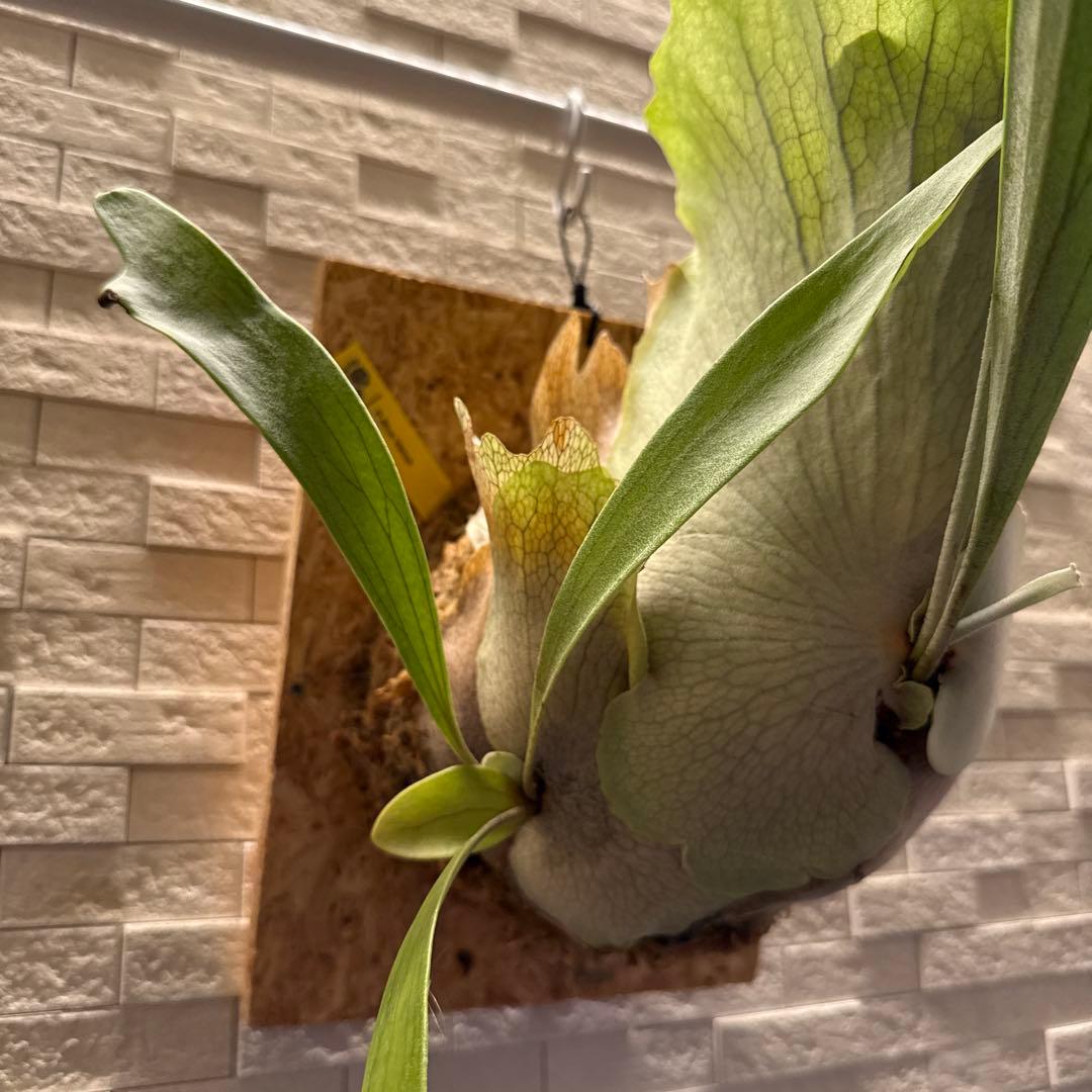 ビカクシダ ブルービーナス