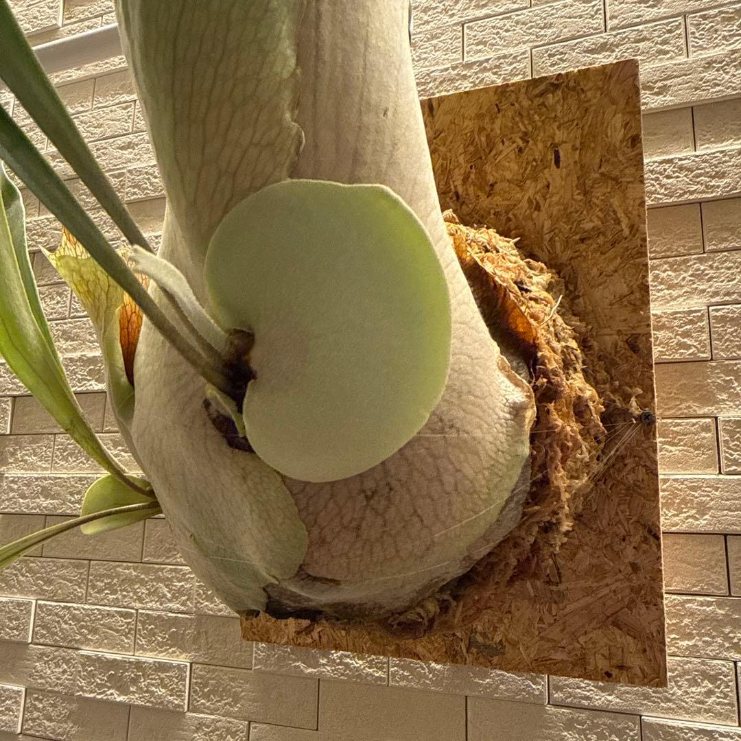 ビカクシダ ブルービーナス