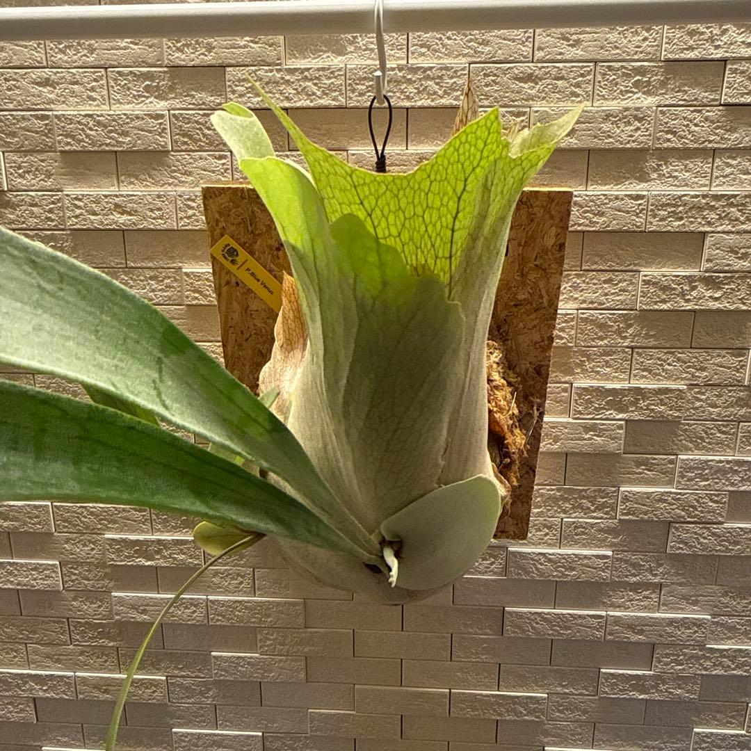 ビカクシダ ブルービーナス